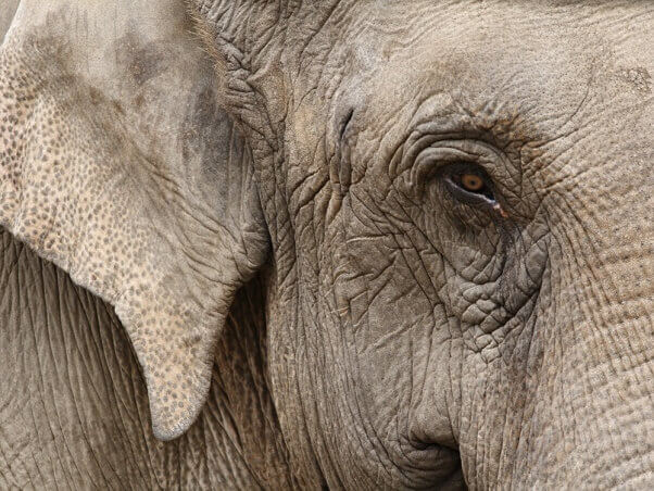 Un elefante sobrecargado de trabajo muere después de dar paseos a turistas | Blog | PETA Latino