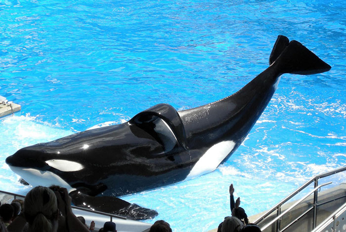 Ten Things You Didn't Know About SeaWorld | Blog | PETA Latino