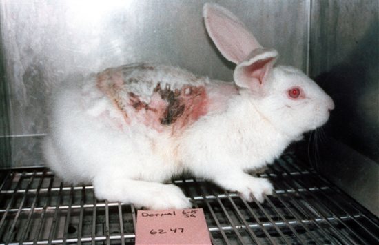 ¡Compradores tengan cuidado! Compañías engañan a consumidores sobre pruebas con animales | Blog | PETA Latino