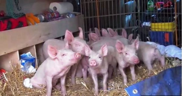 Video: 11 Piglets Saved After Farmers Have a Change of Heart | Blog | PETA Latino