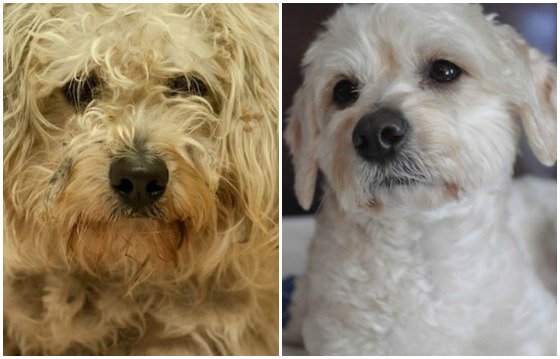 Transformación extrema: Edición de un perro rescatado (¡tienes que verlo para creerlo!) | Blog | PETA Latino