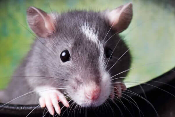 Nueva ley les evitará a miles de animales la agonía de crueles pruebas de químicos | Blog | PETA Latino