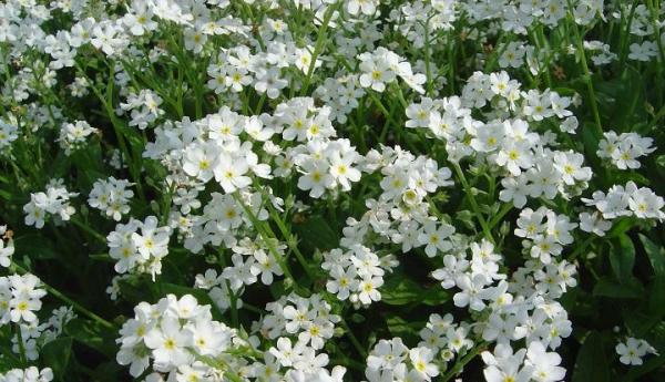 Estupendas flores perennes para tu jardín - EcologíaVerde