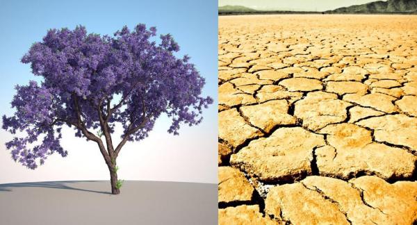 El árbol Kiri, un gran aliado del planeta - EcologíaVerde