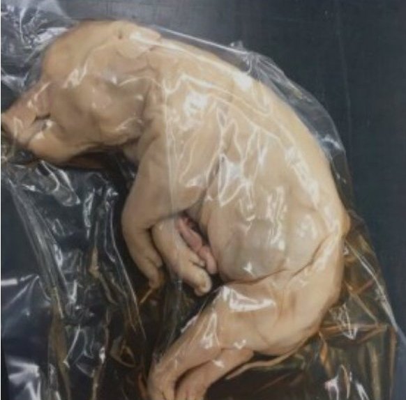 The Awful Truth Behind Dissection | Blog | PETA Latino