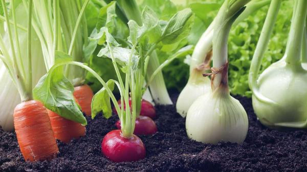 ¿Qué hortalizas plantar en verano? - EcologíaVerde