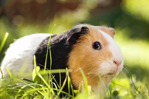 35 animales están felices porque esta compañía se negó a hacer pruebas en ellos | Blog | PETA Latino