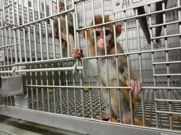 Las investigaciones más perturbadoras de PETA del 2015 | Blog | PETA Latino