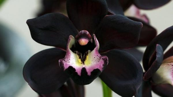 Cultivo y cuidados de la orquídea negra - EcologíaVerde