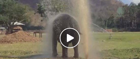 Elefant duscht unter Wasser-Sprinkler | EIN HERZ FÜR TIERE Magazin