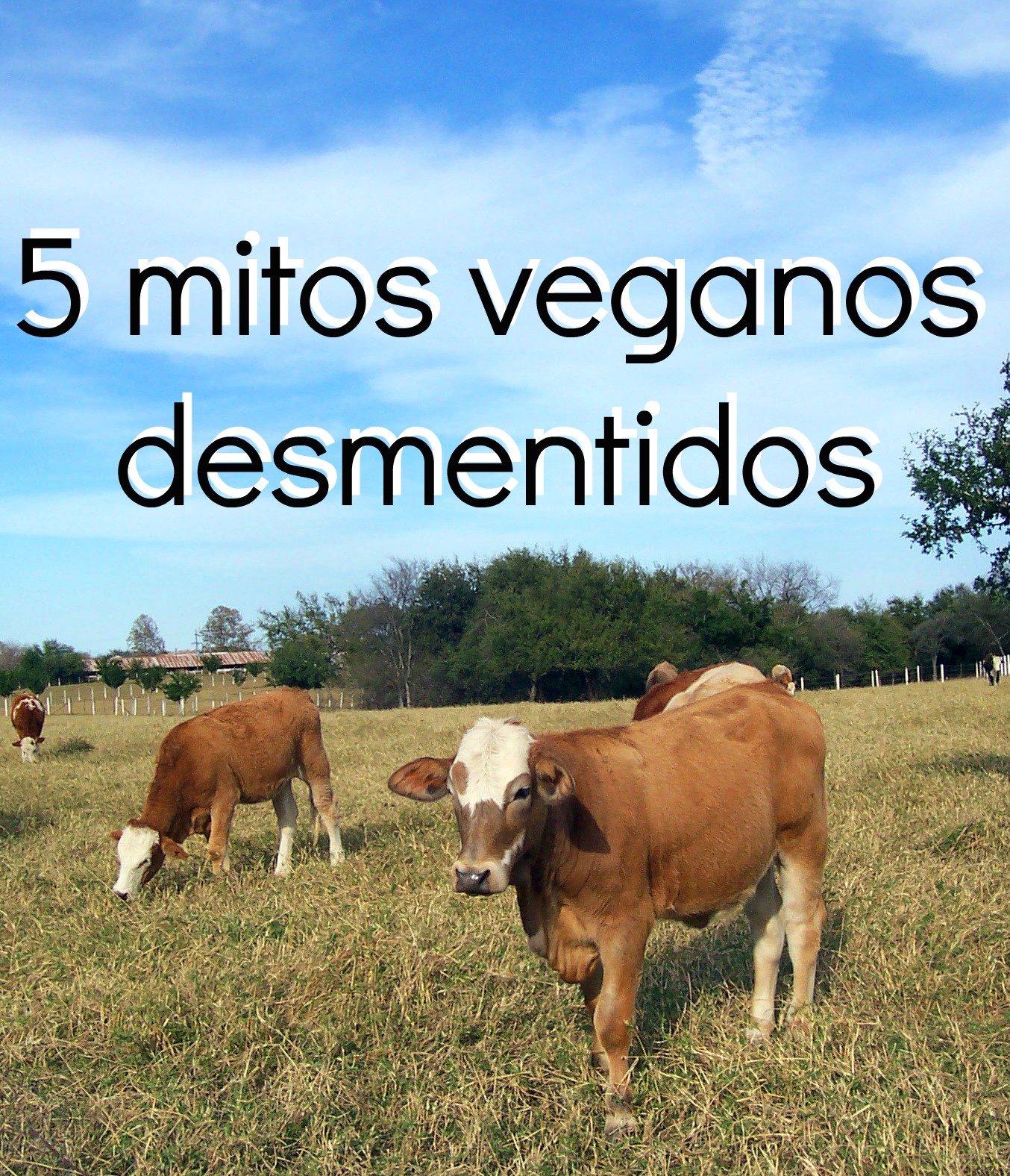 5 mitos veganos desmentidos | Blog | PETA Latino