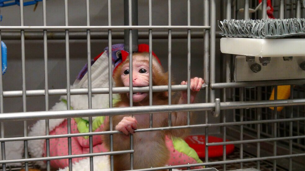 BREAKING: NIH Ending Baby Monkey Experiments | Blog | PETA Latino
