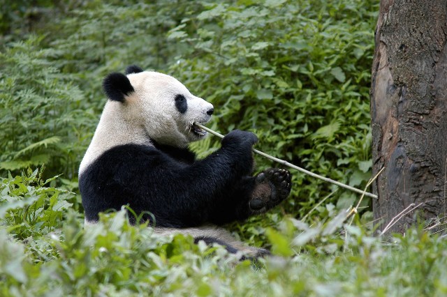 Bedrohte Tierart: Großer Panda | EIN HERZ FÜR TIERE Magazin