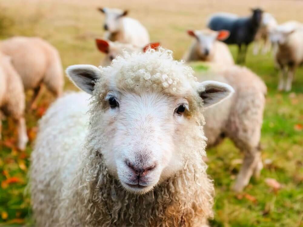 Mutilada, apuñalada, pateada y golpeada: Esta es la vida de una oveja | Blog | PETA Latino