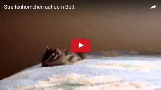 Dieses Streifenhörnchen kann nicht fassen wie weich das Bett ist | EIN HERZ FÜR TIERE Magazin