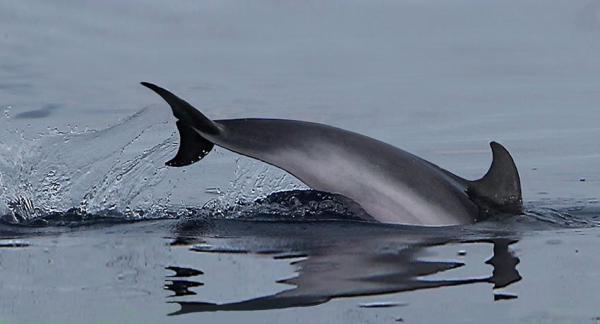 Los delfines, trágicas víctimas de la basura oceánica - EcologíaVerde