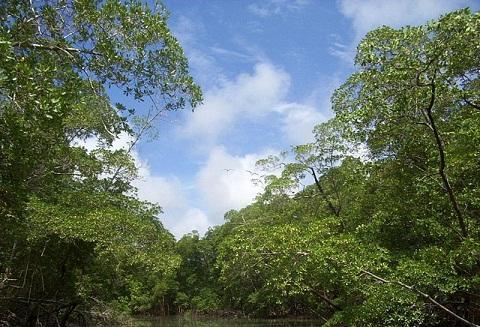 El bosque tropical amazónico - EcologíaVerde