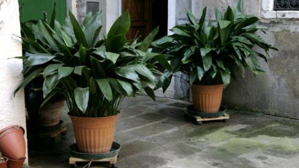 La aspidistra, una de las mejores plantas de interior - EcologíaVerde