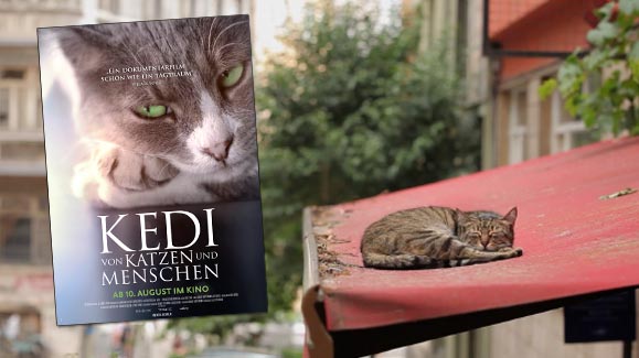 Kedi - Von Katzen und Menschen: Exklusiver Trailer | EIN HERZ FÜR TIERE Magazin