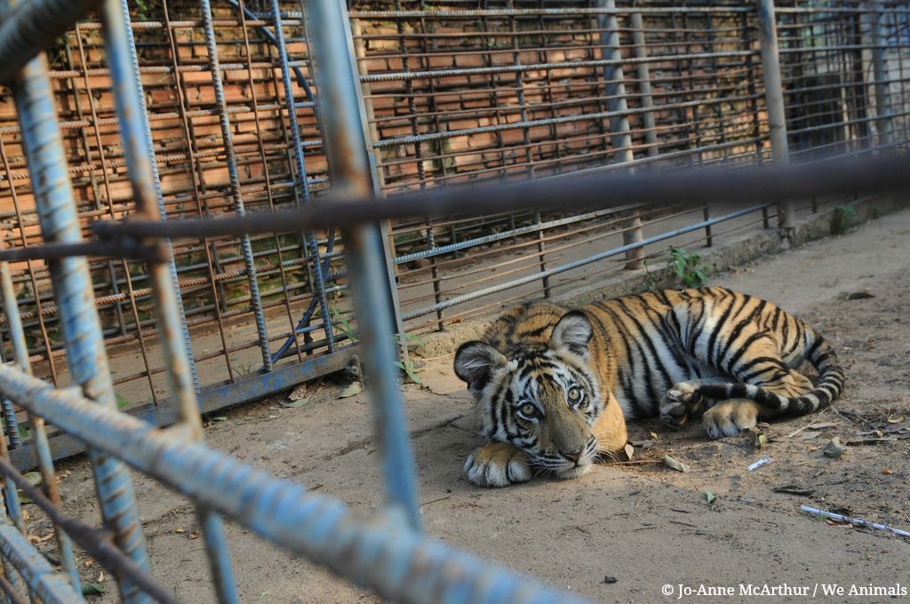 13 veces que los zoológicos han sido malos para los animales | Blog | PETA Latino