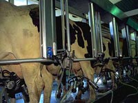 Explotación de vacas | Granjas de Esclavos