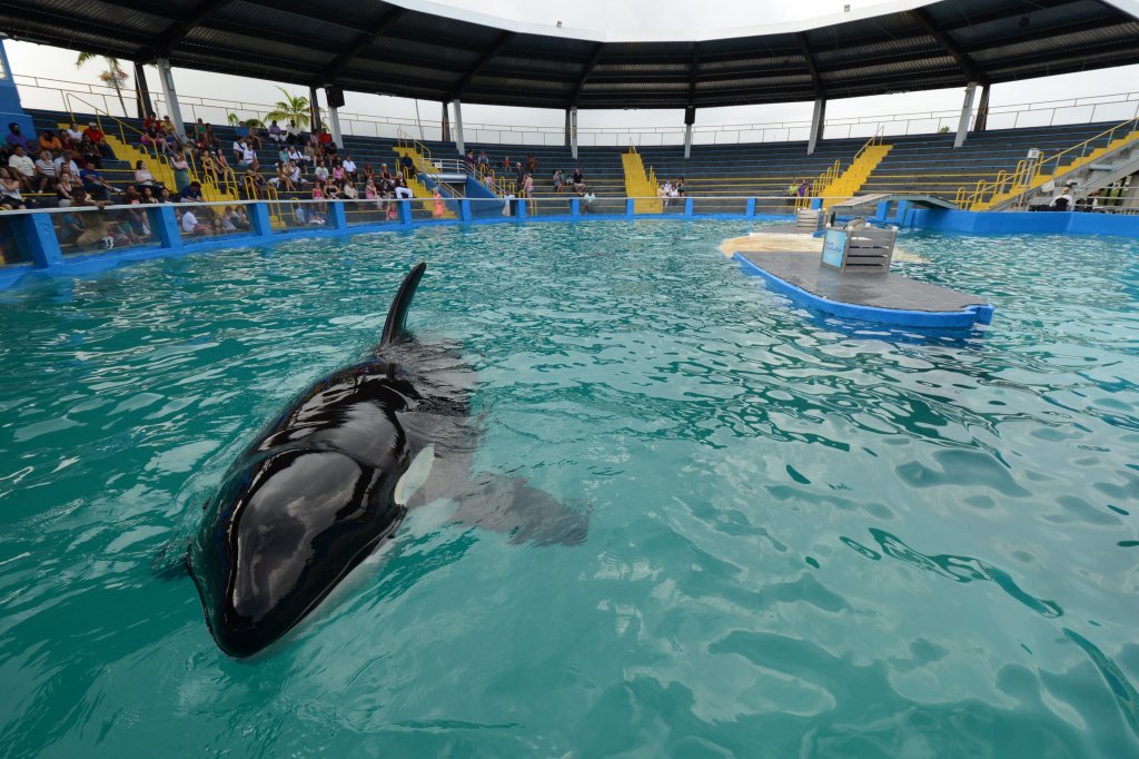 7 Reasons Why Lolita Is the Loneliest and Saddest Orca in the World | Blog | PETA Latino