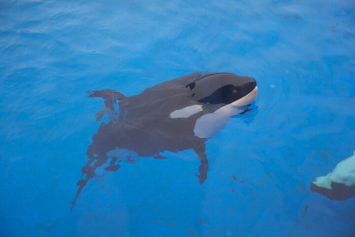 Unna Is the 38th Orca to Die On SeaWorld’s Watch | Blog | PETA Latino