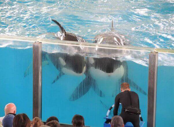 Were You Upset by What You Saw at SeaWorld? Demand a Refund | Blog | PETA Latino