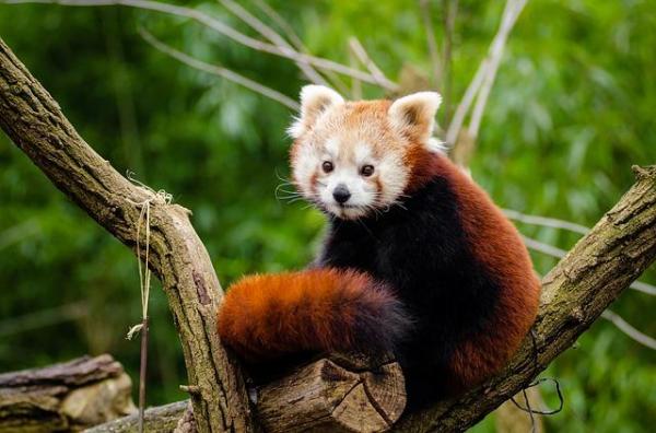 Por qué el oso panda rojo está en peligro de extinción - EcologíaVerde