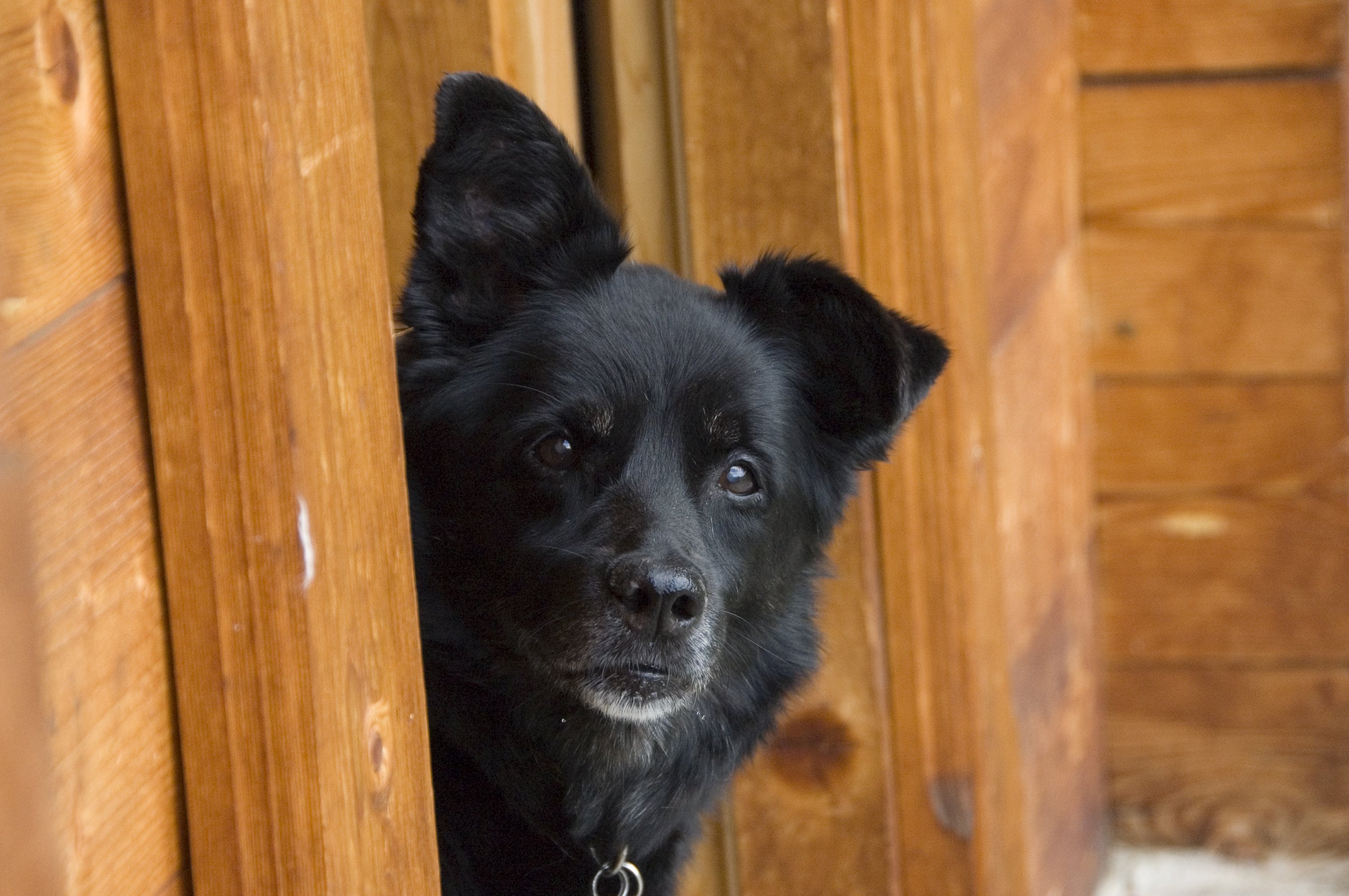 Perros encadenados: Animales descuidados y sin escapatoria | Blog | PETA Latino