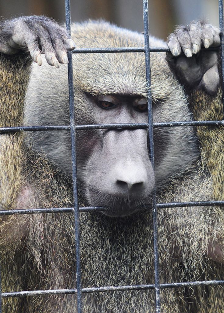 Prisiones lamentables: la realidad de los zoológicos | Blog | PETA Latino