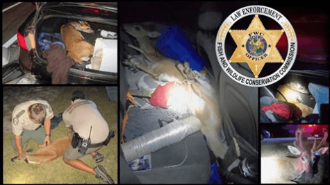 Oficiales descubren tres ciervos en peligro de extinción atados en la parte trasera de un auto | Blog | PETA Latino