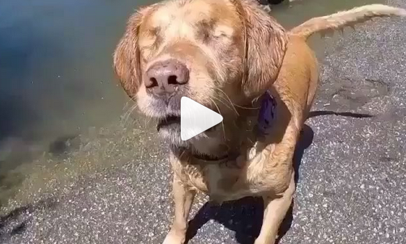 Dieser Hund ist blind, doch seine Schwimm-Freude kann ihm niemand nehmen | EIN HERZ FÜR TIERE Magazin