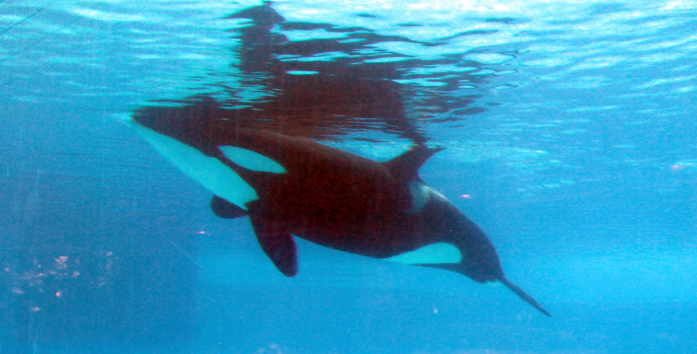 SeaWorld trata de 'burlarse' de las orcas con falso decorado – nadie le cree | Blog | PETA Latino