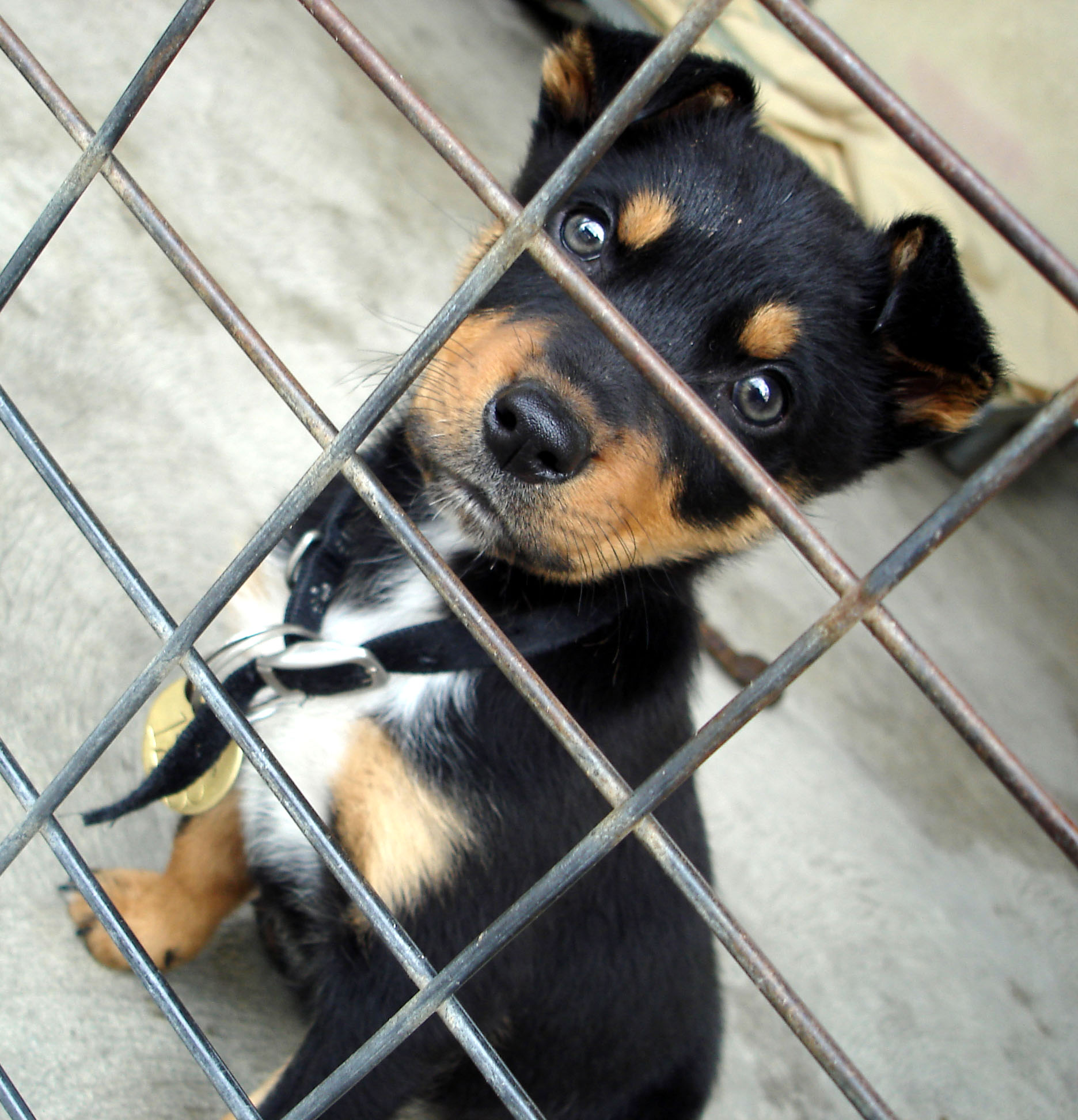 5 REASONS NEVER TO GIVE A PUPPY OR KITTEN AS A PRESENT | Blog | PETA Latino
