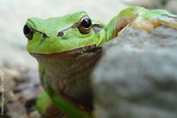 Frog Eaten Alive in Disturbing Viral Video | Blog | PETA Latino