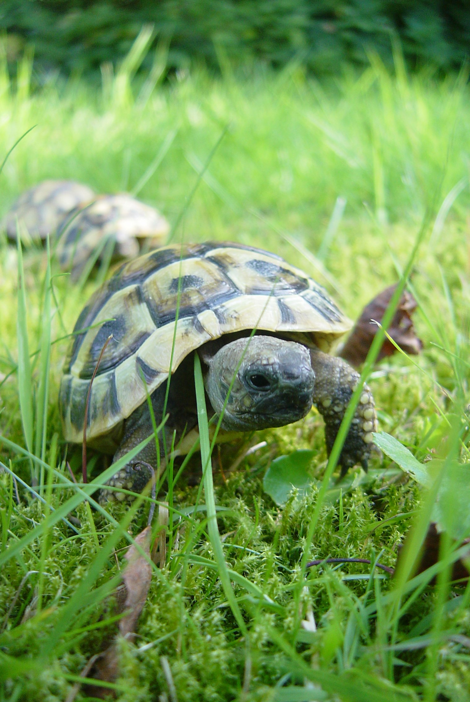 Así es, estas tortugas continúan con vida | Blog | PETA Latino