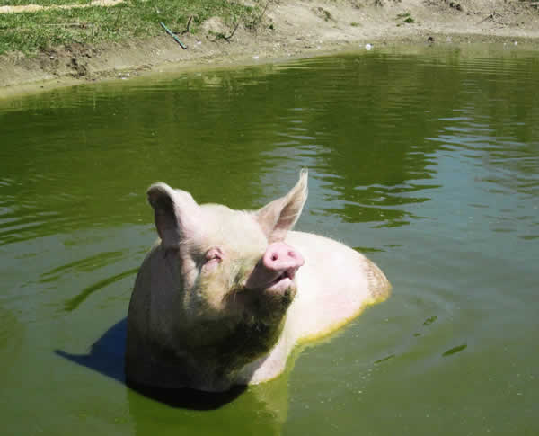 ¿A los cerdos les gusta nadar? ¡Te apuesto a que sí! | Blog | PETA Latino