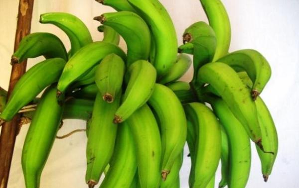 Cuidados de la planta del plátano de interior - EcologíaVerde