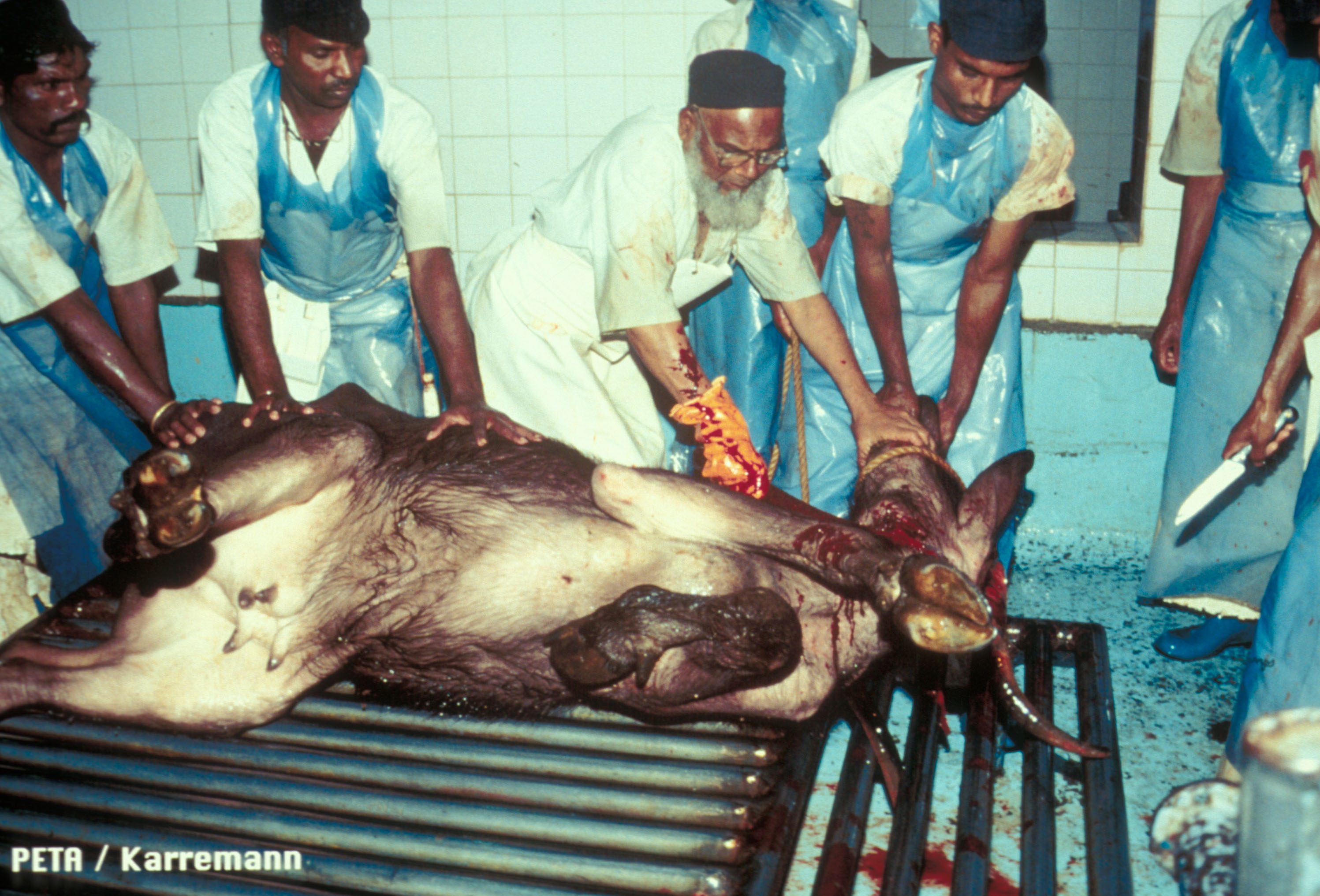 Cruelty Revealed: 8 Shocking Photos From Inside the Leather Trade | Blog | PETA Latino