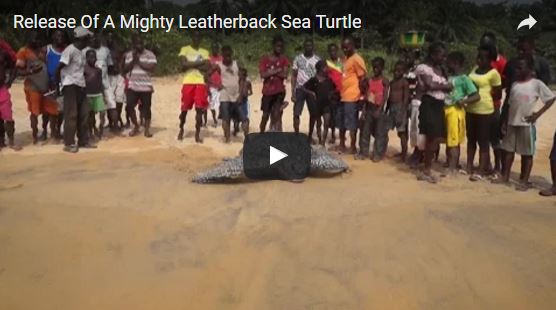 Riesen Lederschildkröte wird ins Meer freigelassen | EIN HERZ FÜR TIERE Magazin