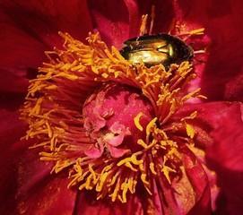 Escarabajos de las flores - Plaga - EcologíaVerde