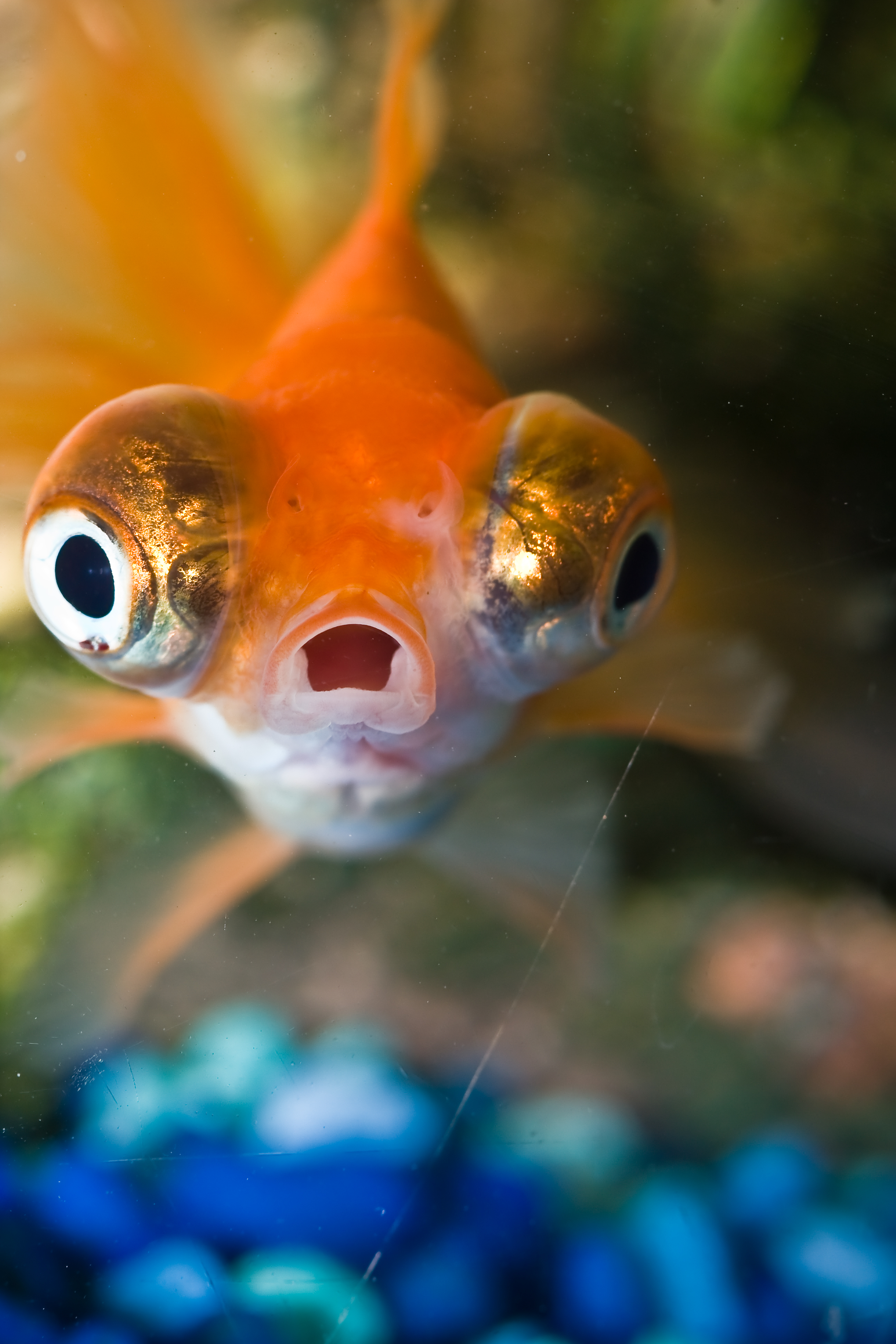 9 maneras en que los peces son como tú | Blog | PETA Latino