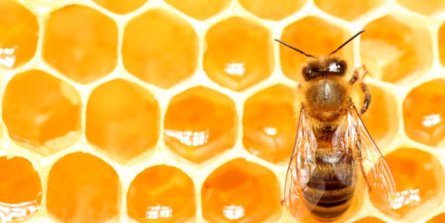 Do Vegans Eat Honey? | Blog | PETA Latino