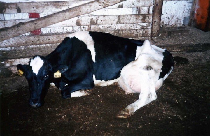 18 imágenes que la industria láctea no quiere que veas | Blog | PETA Latino