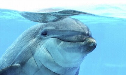Dejan morir a un delfín en la playa mientras una multitud saca fotos | Blog | PETA Latino