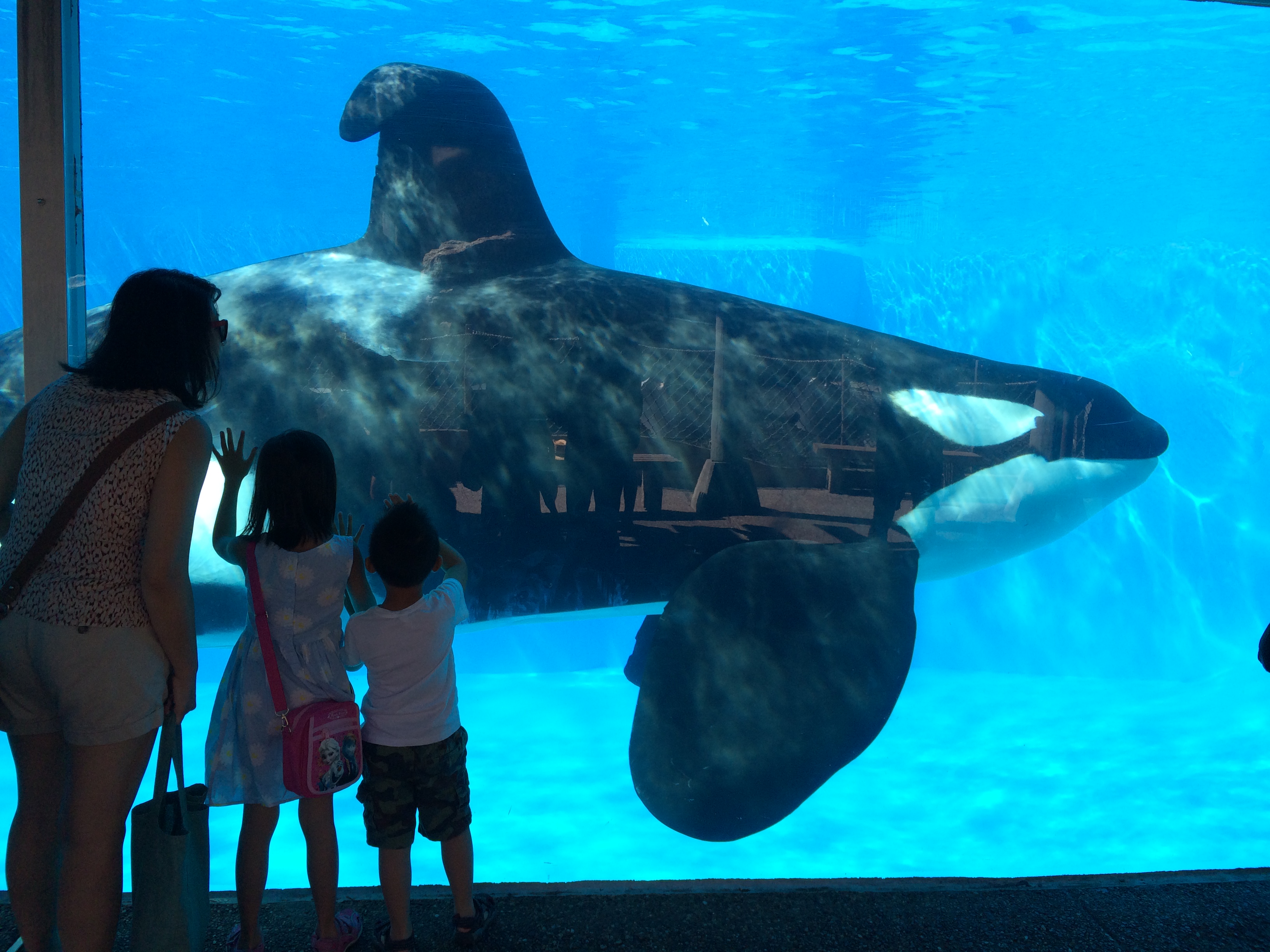 SeaWorld al descubierto: Una veterinaria visita el SeaWorld | Blog | PETA Latino