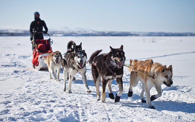 151 perros muertos y contando: PETA lleva la cuenta del saldo mortal del Iditarod | Blog | PETA Latino