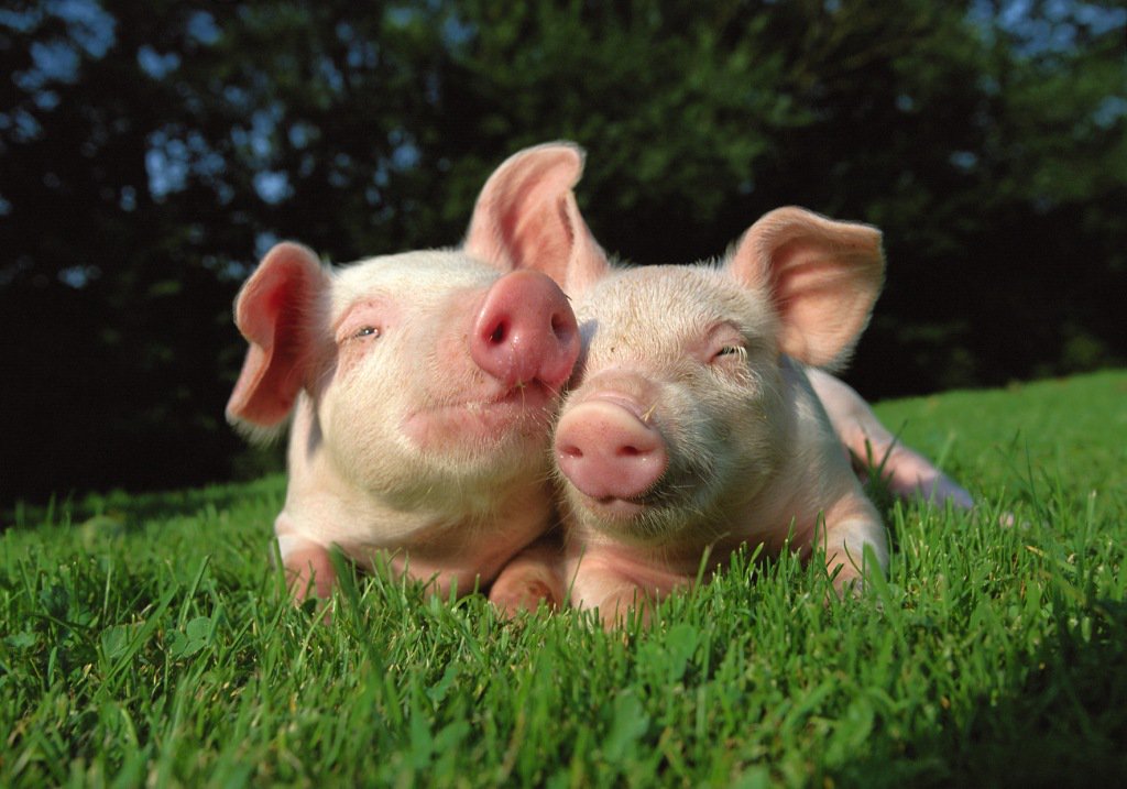 Las 10 razones principales para ser vegano en el nuevo año | Blog | PETA Latino