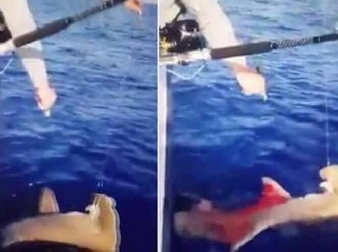 Did MTV’s ‘Siesta Key’ Star Shoot a Hammerhead Shark? Authorities Investigate | Blog | PETA Latino